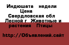 Индюшата 3 недели › Цена ­ 350 - Свердловская обл., Лесной г. Животные и растения » Птицы   